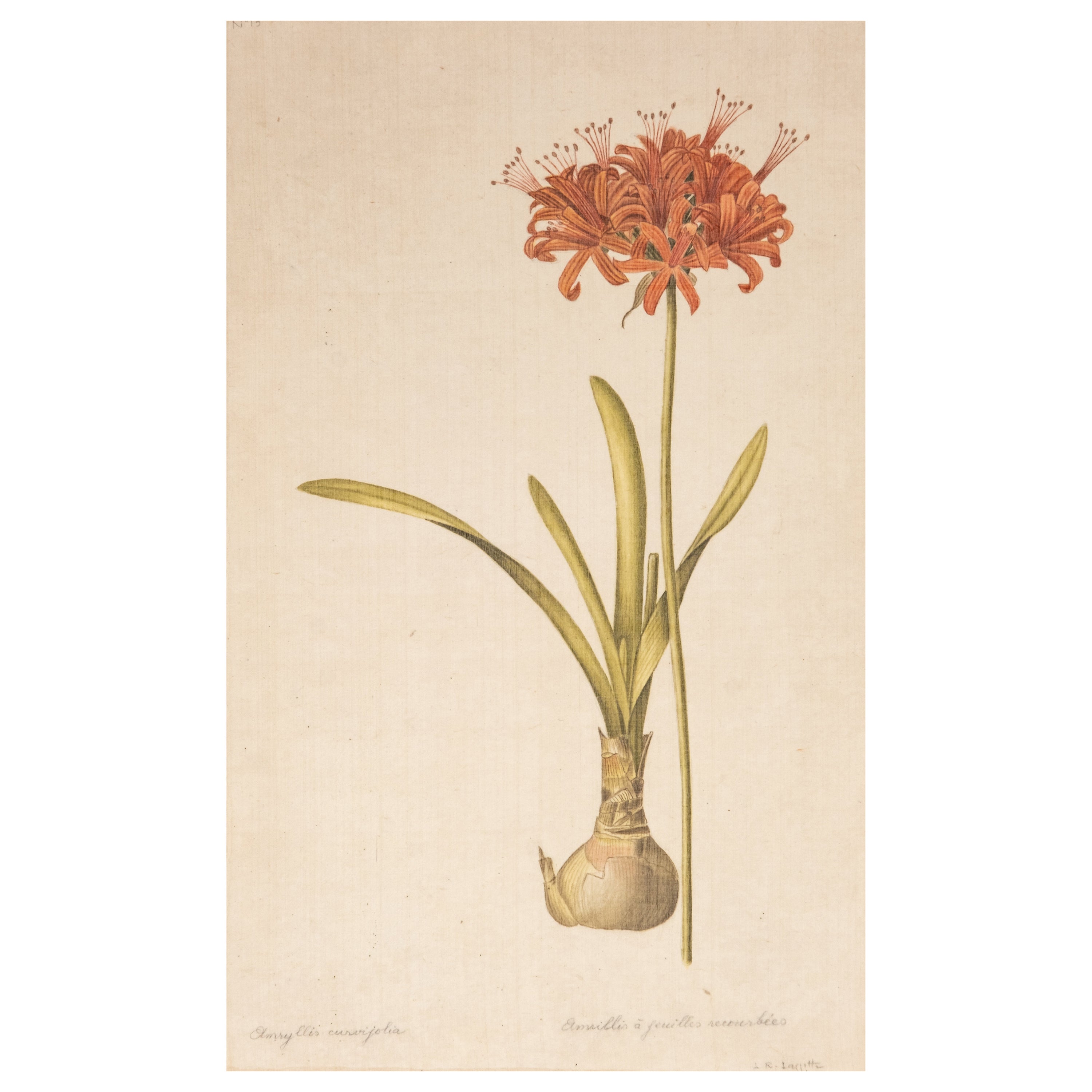 Signed L.R Laffitte Watercolor on Silk Mounted on Laid Paper of Amaryllis Curvif For Sale
