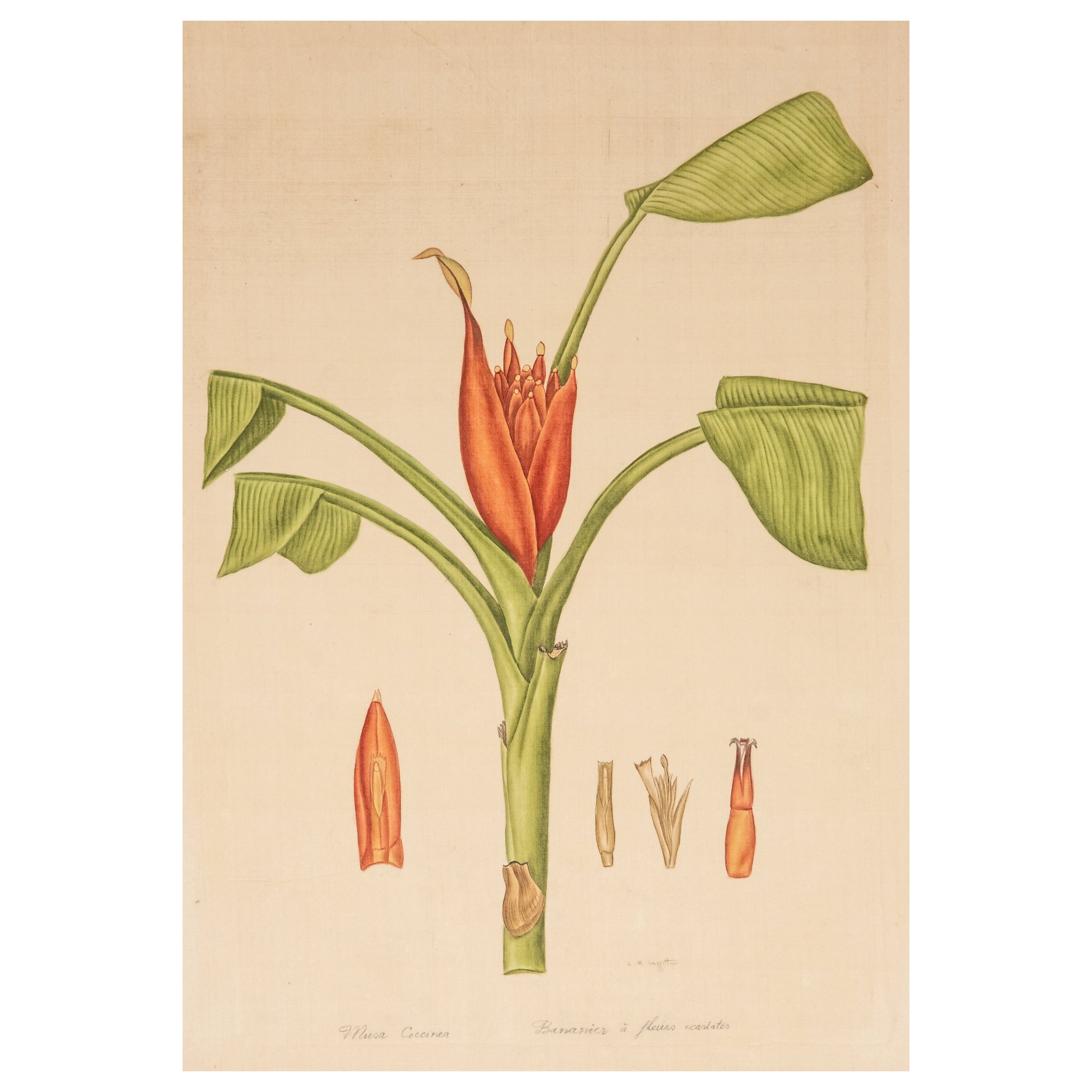 Signed L.R Laffitte Watercolor Painting Scarlet-Flowered Banana Tree For Sale