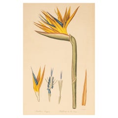Signed L.R Laffitte Watercolor on Paper of Strelitzia Reginae on Silk Mounted on