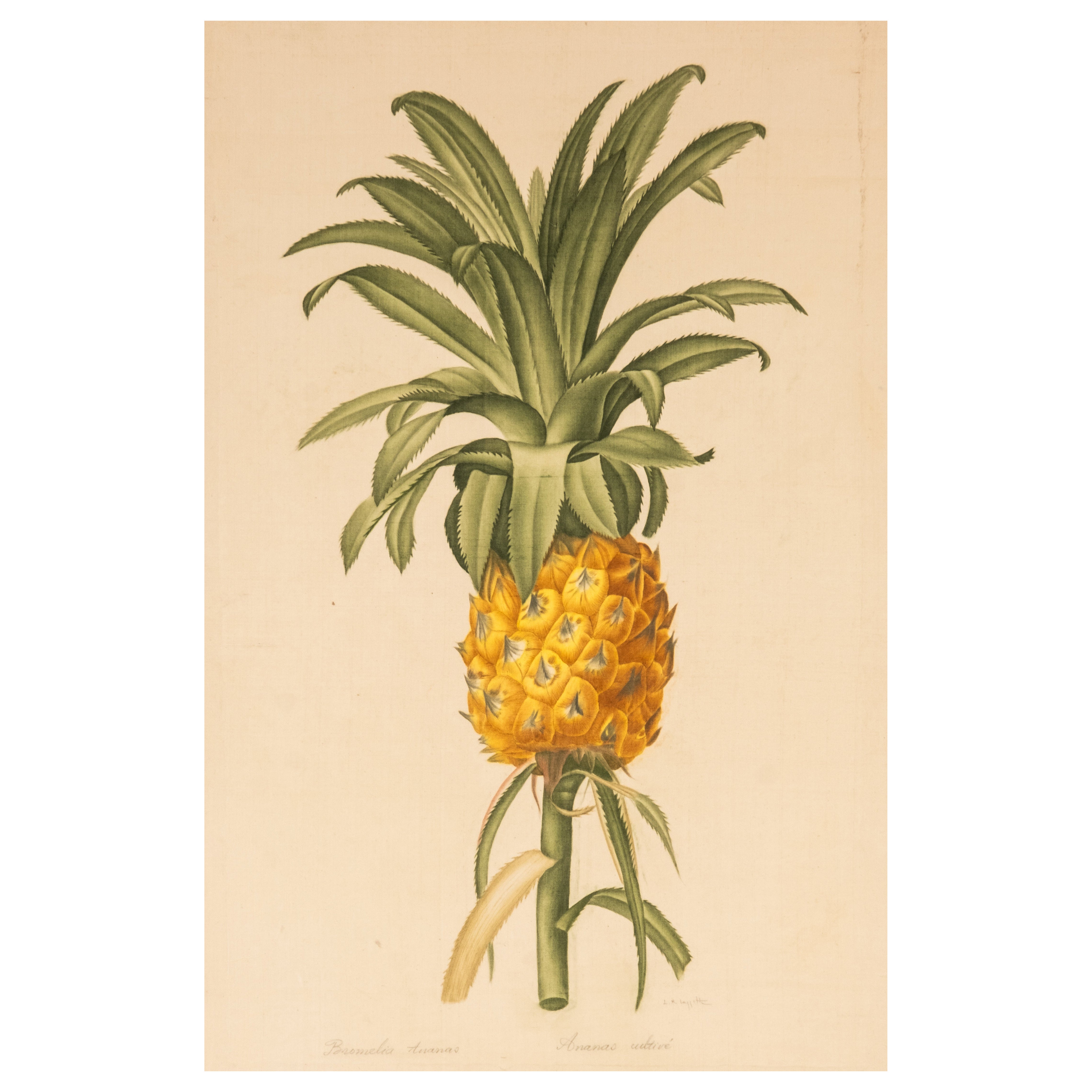Signed L.R Laffitte Watercolor, Bromelia Ananas For Sale