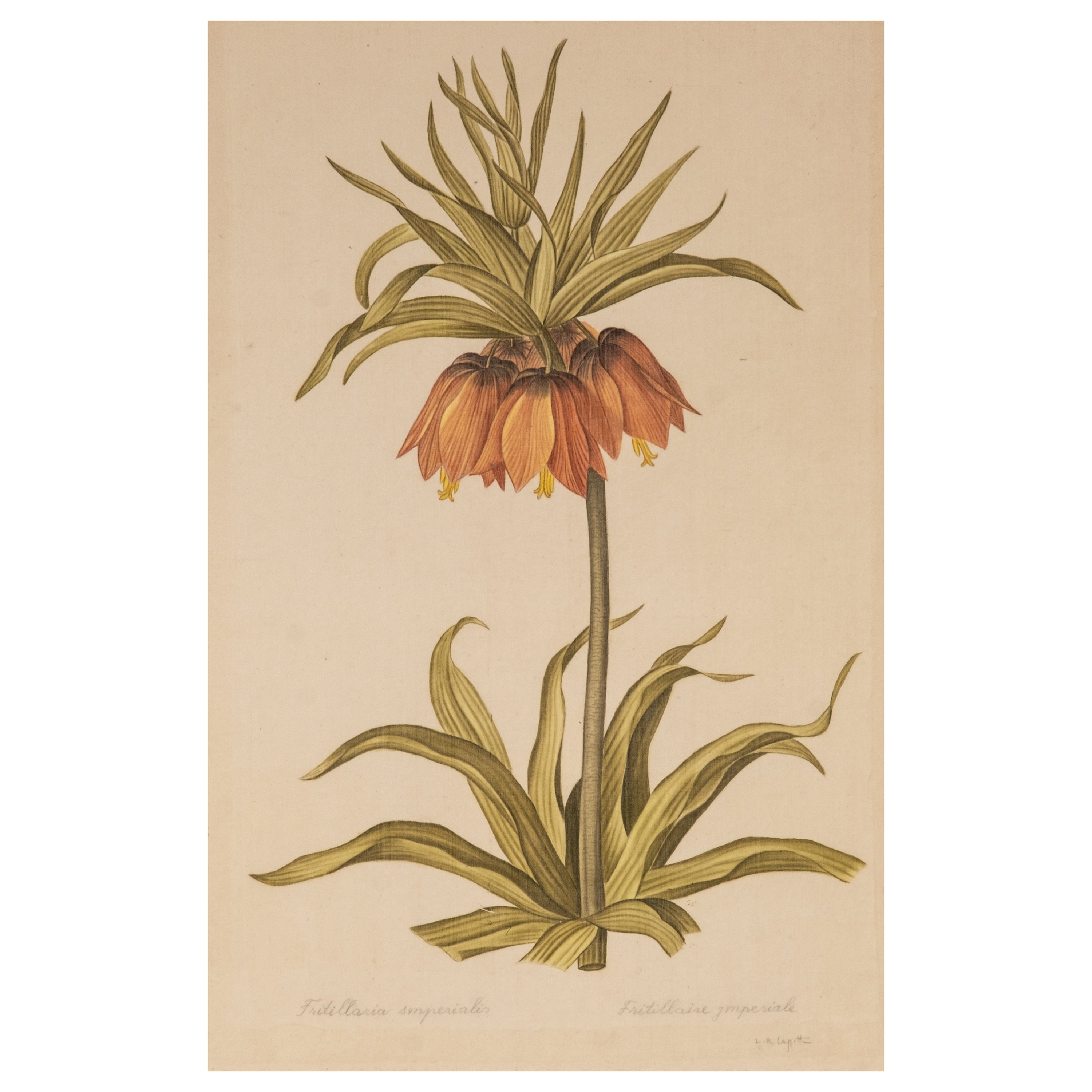 Aquarelle de L.R Laffitte représentant Fritillaria Imperialis sur soie montée sur papier vergé