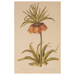 L.R Laffitte Watercolor of Fritillaria Imperialis on Silk Mounted on Laid Paper