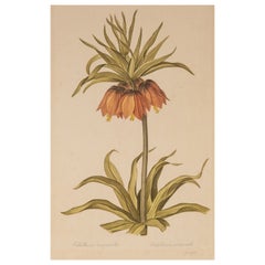 Vintage L.R Laffitte Watercolor of Fritillaria Imperialis on Silk Mounted on Laid Paper