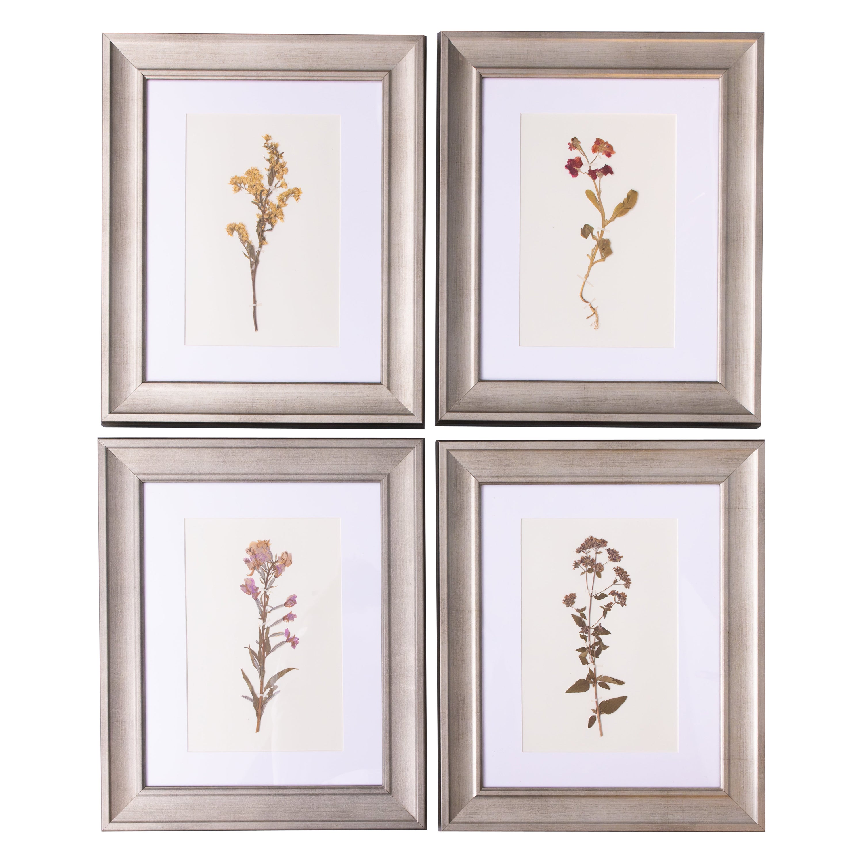 Custom Framed Antique German Herbarium Botanical Specimens (Set of 4)