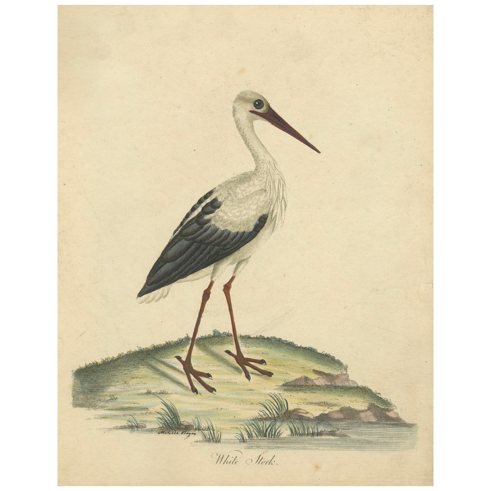 The Elegance of the White Stork Graved and in Original Hand-Coloring, 1794 (L'élégance de la cigogne blanche gravée et coloriée à la main)