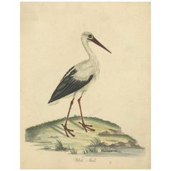 The Elegance of the White Stork Engraved and in Original Hand-Coloring, 1794