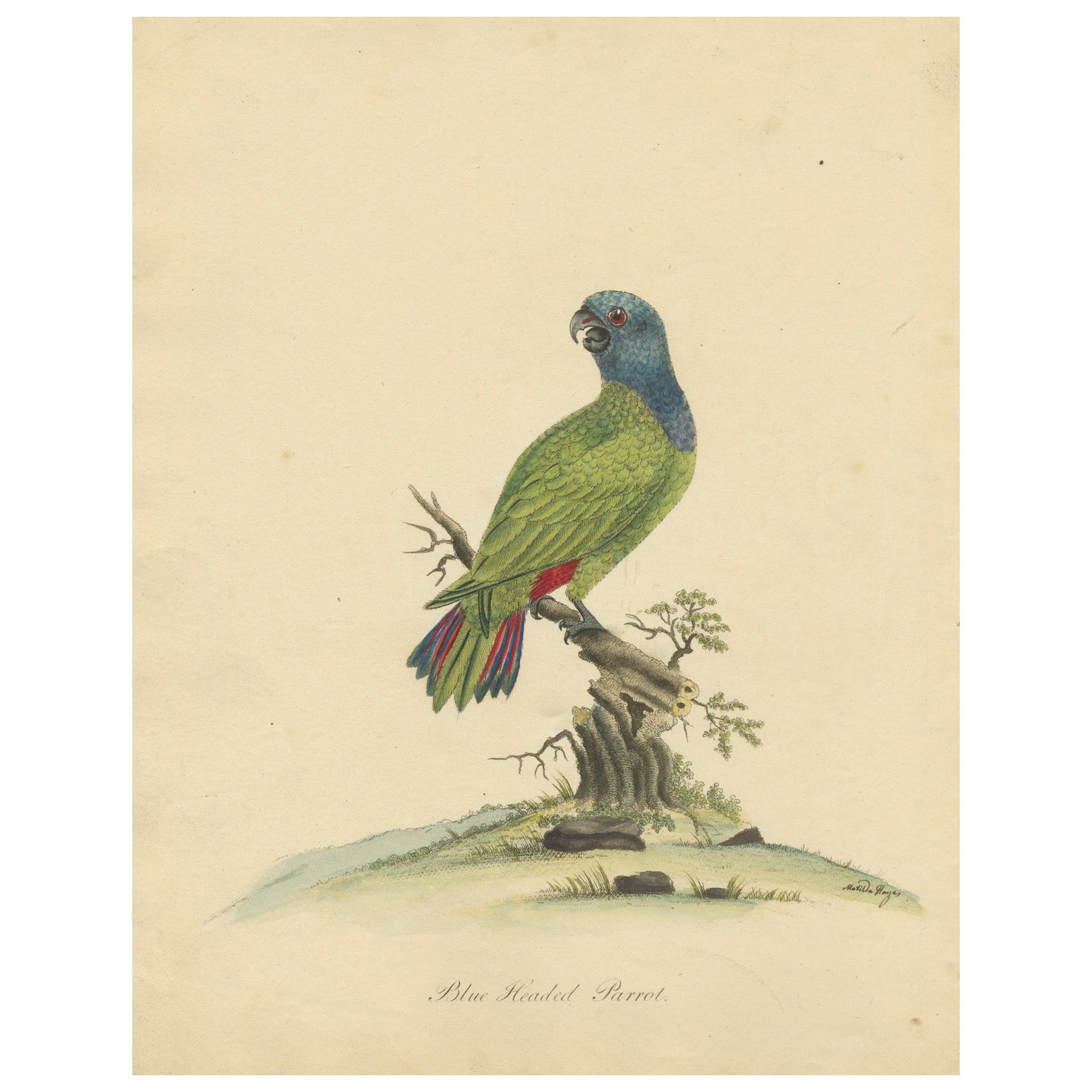 Original handkoloriertes Kupferblech mit Kupferstich des blauen Papageien mit Perlen, 1794 im Angebot