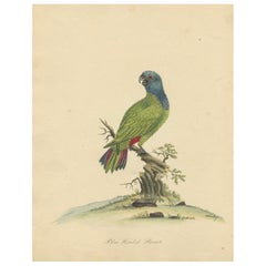 Original Hand-Colored Copperplate Engraving of The Blue-Headed Parrot, 1794