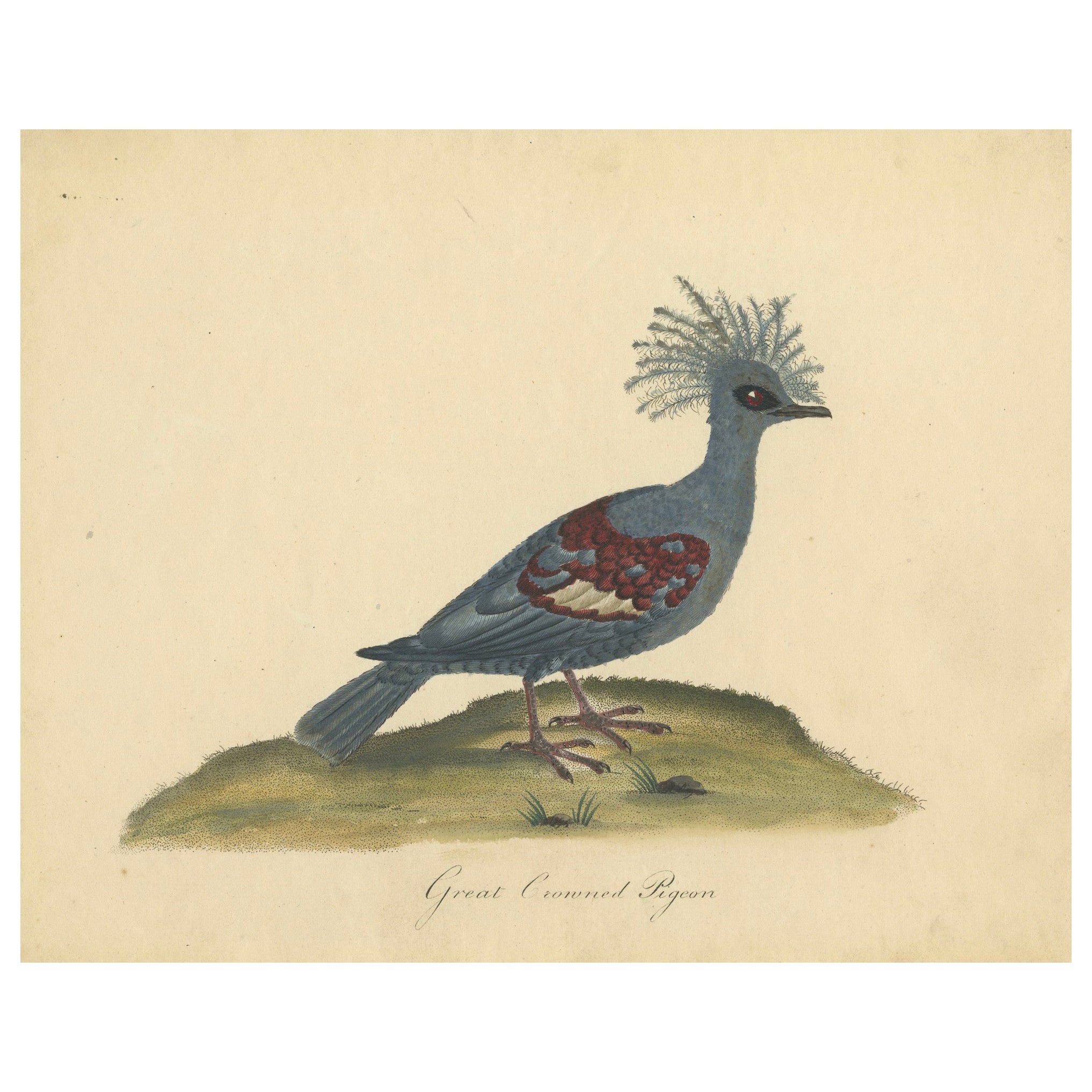 Patina Rich Engraving of an Antique Hand-Colored Great Crowned Pigeon, 1794 For Sale
