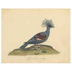 Patina Rich Engraving of an Antique Hand-Colored Great Crowned Pigeon, 1794