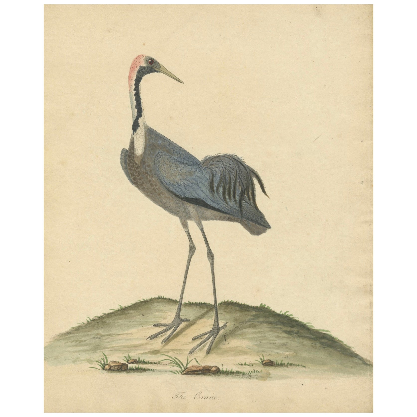 Gravure ancienne sur cuivre, coloriée à la main, représentant une Crane, 1794