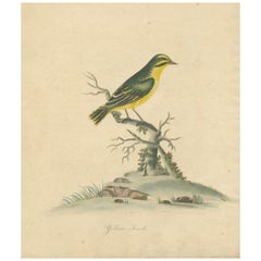 Late 18th-century Hand-Colored Copperplate Engraving of the Yellow Finch, 1794