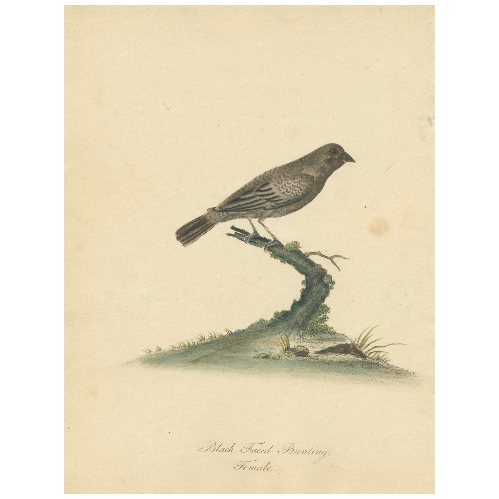 Old Original-Gravur der weiblichen Figur „The Black-faced Bunting“, 1794 im Angebot