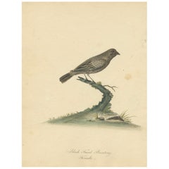 Old Original Engraving of the Female The Black-faced Bunting, 1794