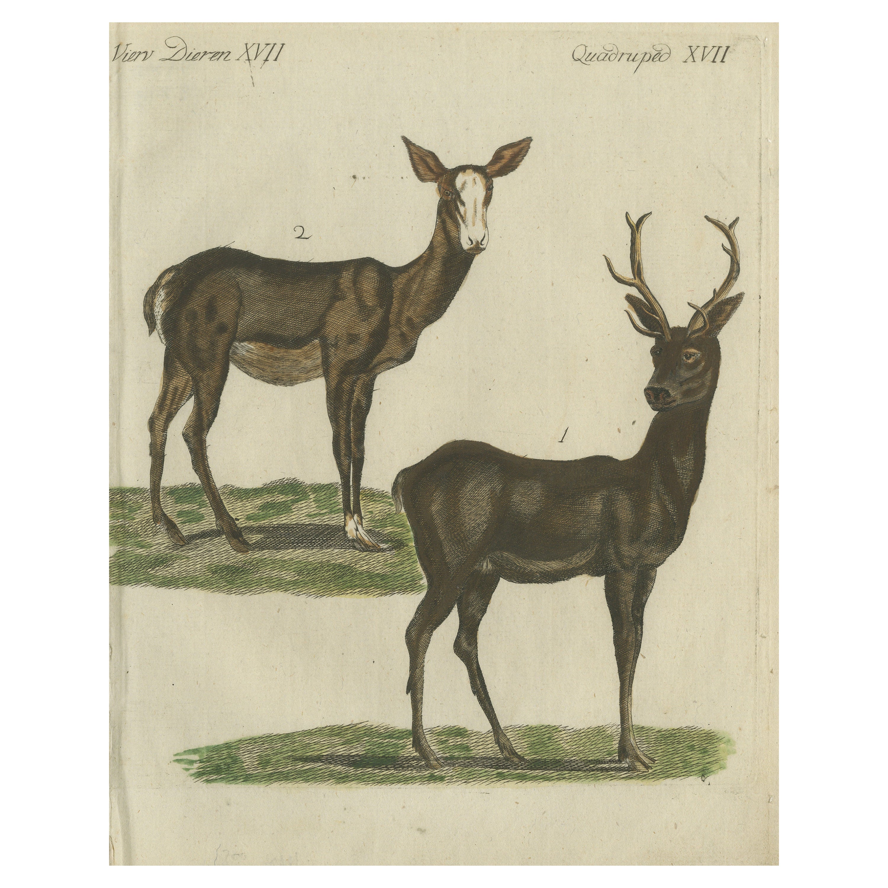 Hand-Colored Antique Engraving of a Male and Female Deer, Published in 1820 For Sale