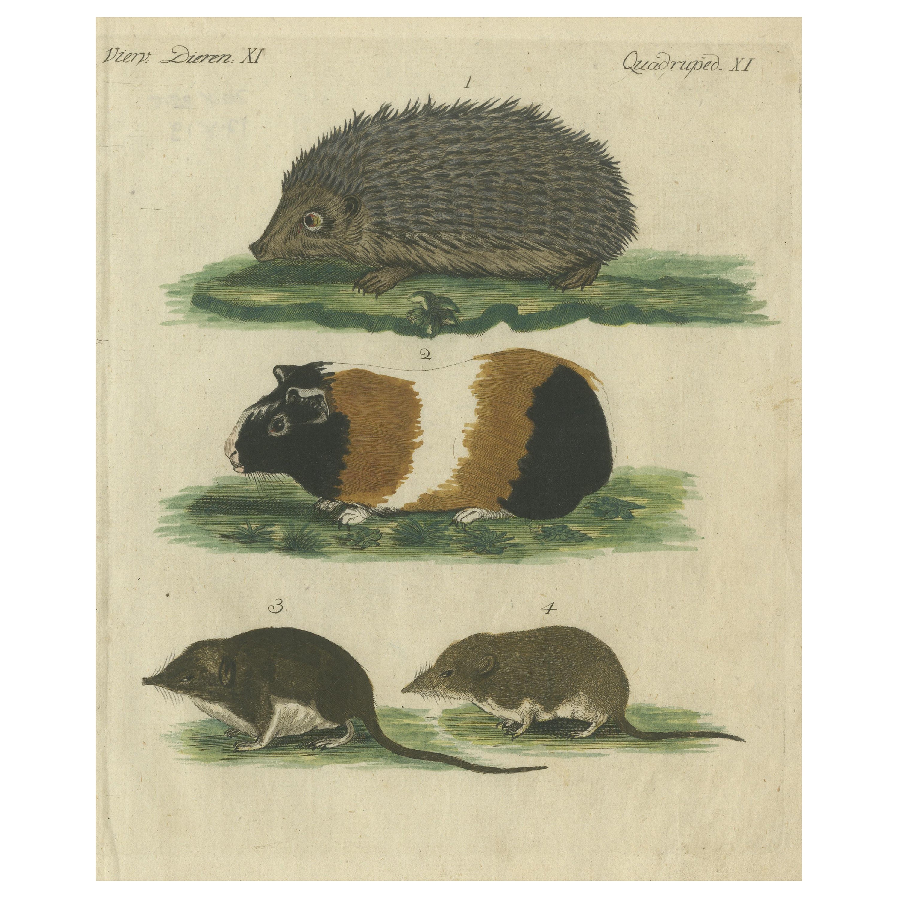 Hand Colored Antique Print of a Hedgehog, Guinea Pig and Two Mice For Sale