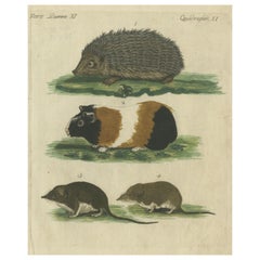 Handkolorierter antiker Druck eines Hedgehogs, eines Guinea-Fisches und zweier Mäuse