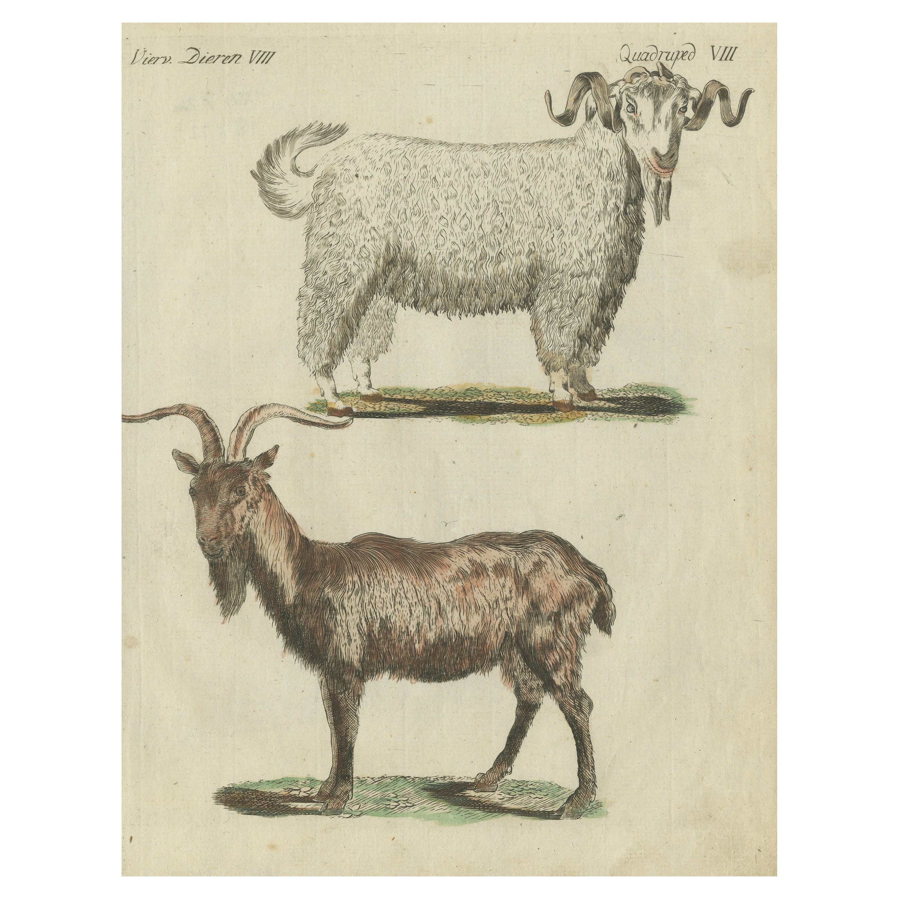 Hand Colored Antique Print of a Goat and Angora Goat For Sale