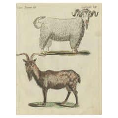 Handkolorierter antiker Druck einer Ziege und eines Angora- Ziegen