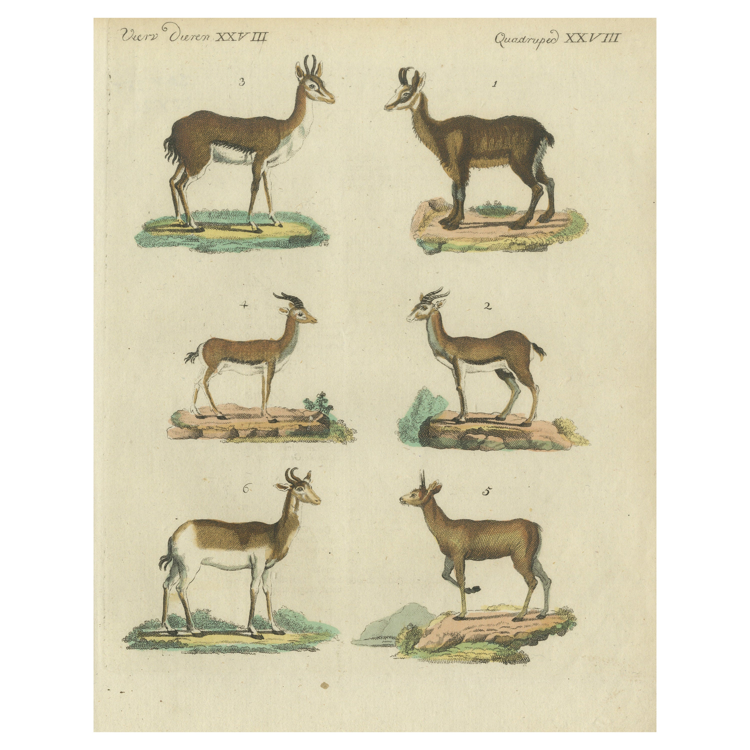 Originaler handkolorierter antiker Druck von diversen Antilopenarten, um 1820