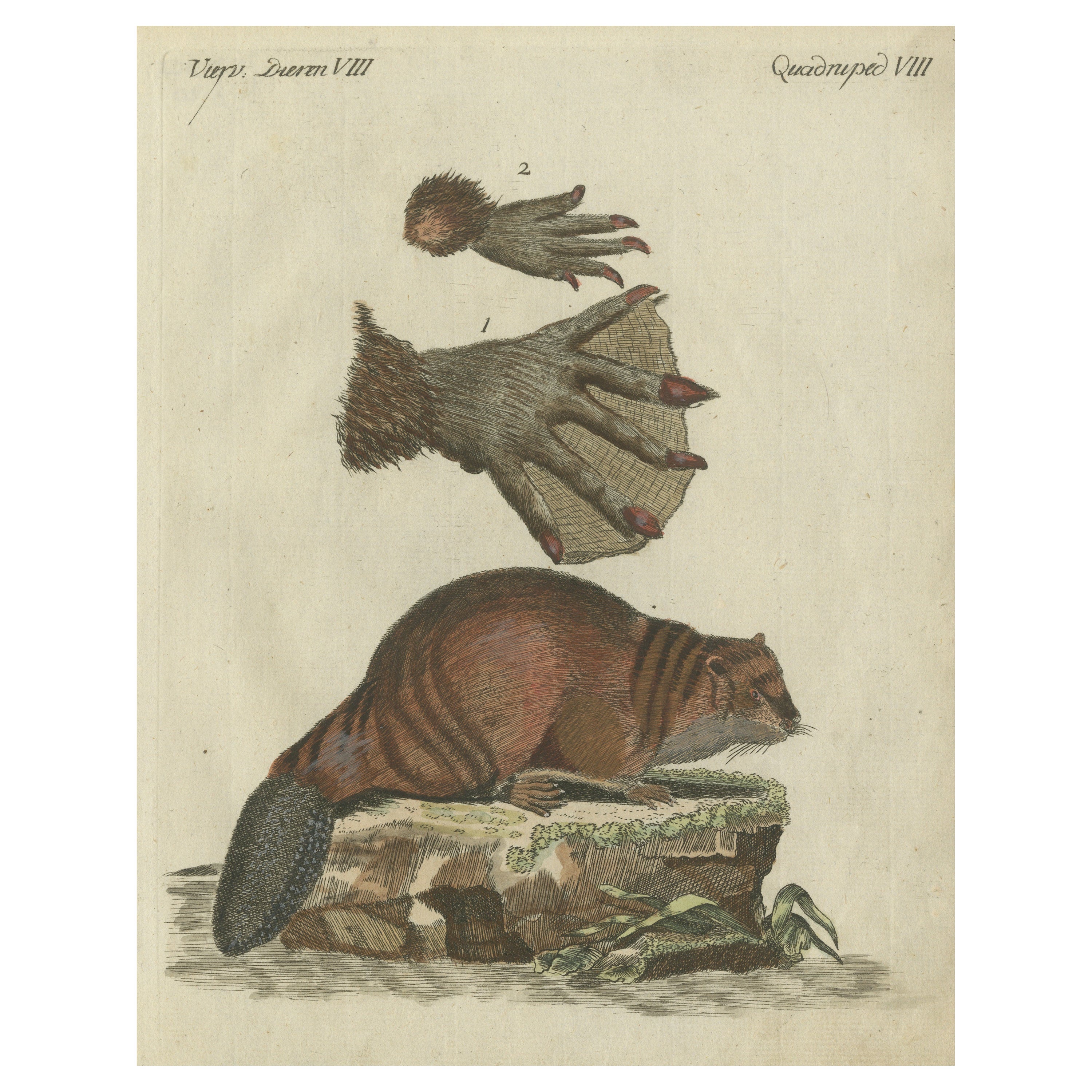 Patinca Rich Hand Colored Antique Print of a Beaver, Pubished in circa 1820 For Sale