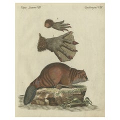 Patinca Rich Hand Colored Antique Print of a Beaver, Pubished in circa 1820