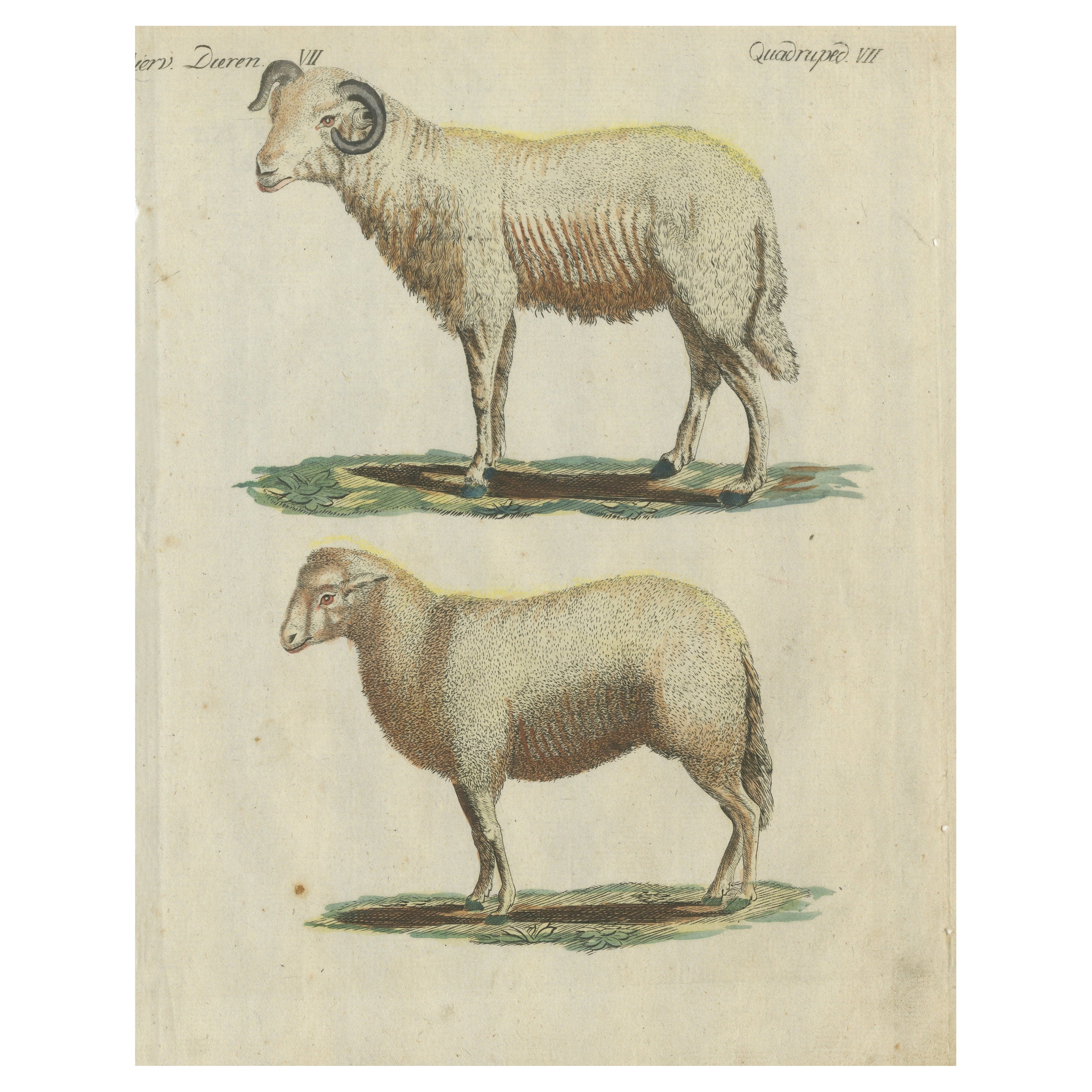 Patina Rich Hand Colored Antique Print of a Sheep and Ram, circa 1820 For Sale