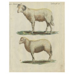 Patina Rich Hand koloriert antiken Druck eines Schafes und Widder, um 1820