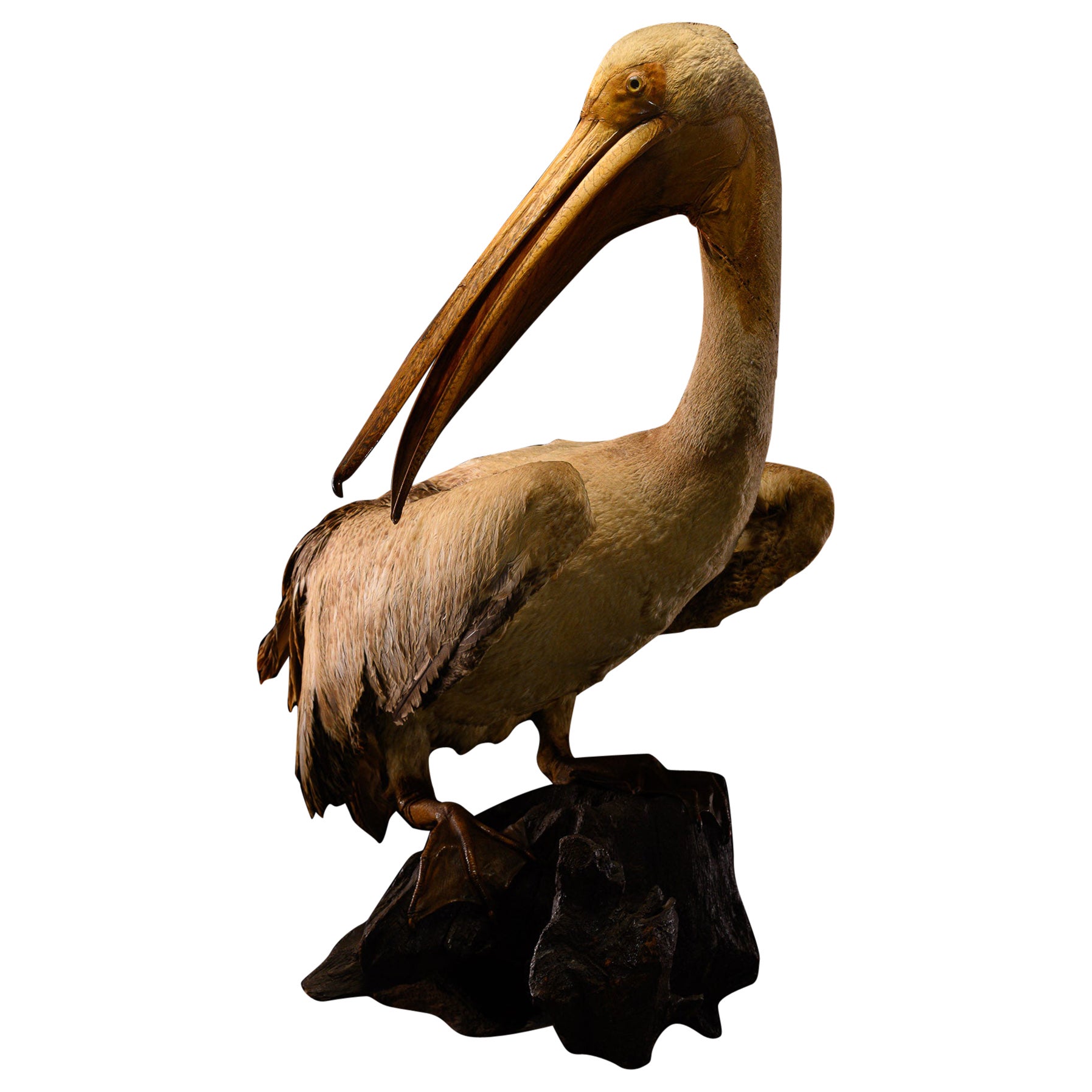 Taxidermy Great White Pelican on natural base-Pelecanus onocrotalus-Cites NL For Sale