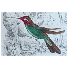 Stampa antica originale di un colibrì, 1847, senza cornice