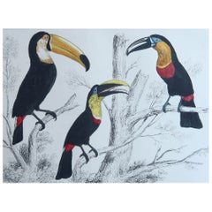 Original Antique Print of Toucans, 1847, 'Unframed'