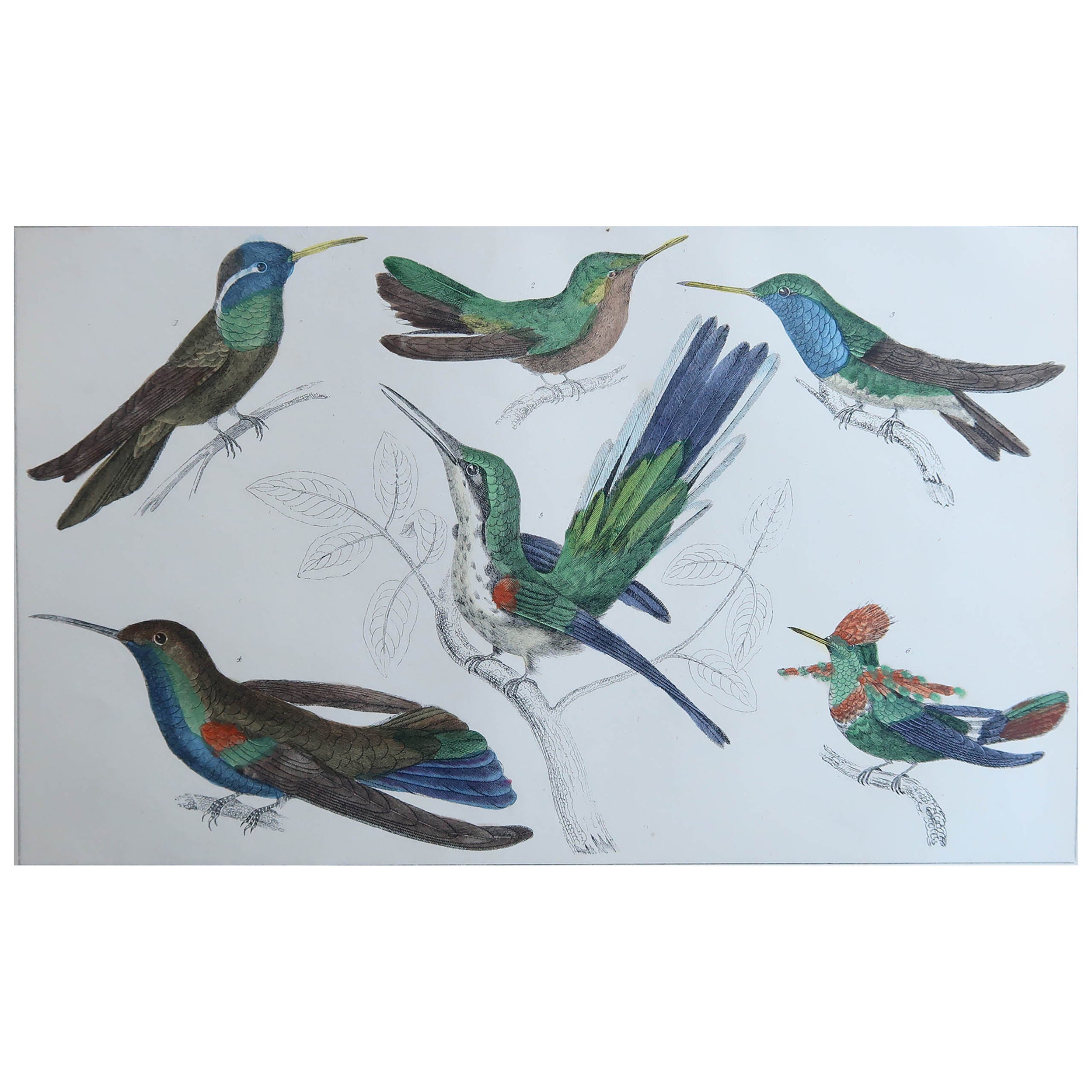 Impression ancienne originale de Hummingbirds, 1847, non encadrée