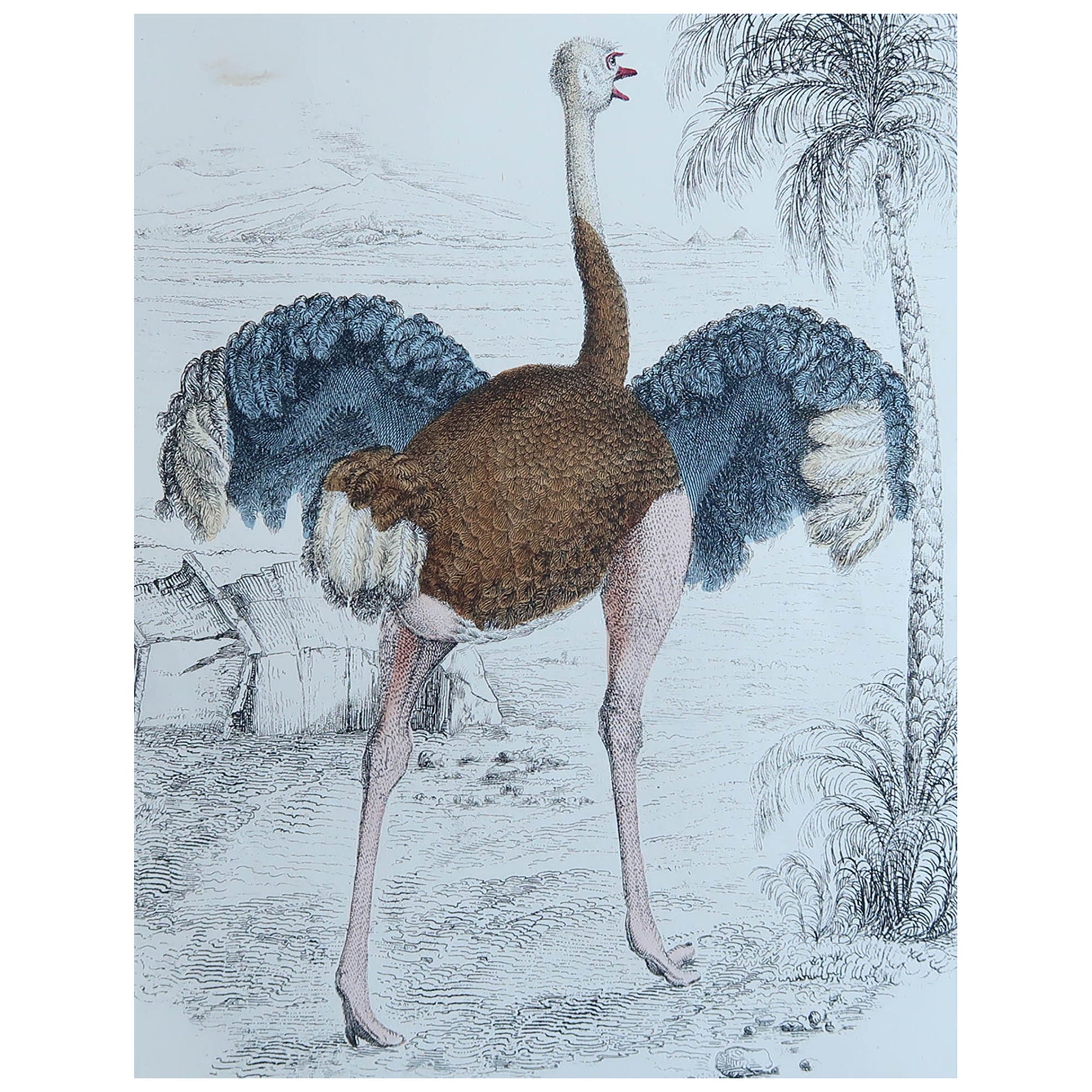 Original Antique Print of An Ostrich, 1847 'Unframed'