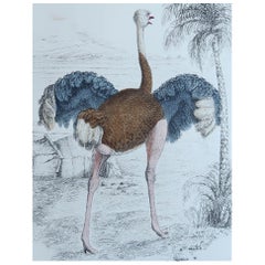 Original Antique Print of An Ostrich, 1847 'Unframed'