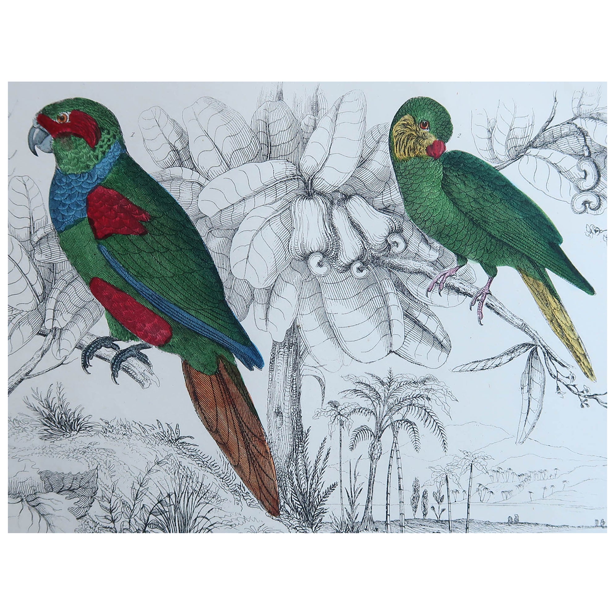 Original Antique Print of Parrots, 1847 'Unframed' For Sale