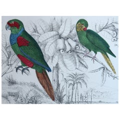 Original Antique Print of Parrots, 1847 'Unframed'