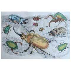 Original Antique Print of Beetles, 1847, 'Unframed'