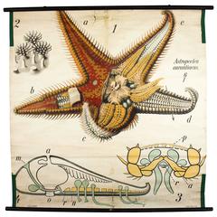 Antique Early 20th Century Paul Pfurtscheller Zoological Wall Chart, Starfish