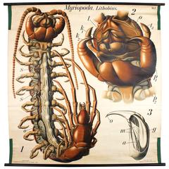 Antique Early 20th Century Paul Pfurtscheller Zoological Wall Chart, Centipede