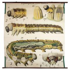 Antique Early 20th Century Paul Pfurtscheller Zoological Wall Chart, Caterpillar