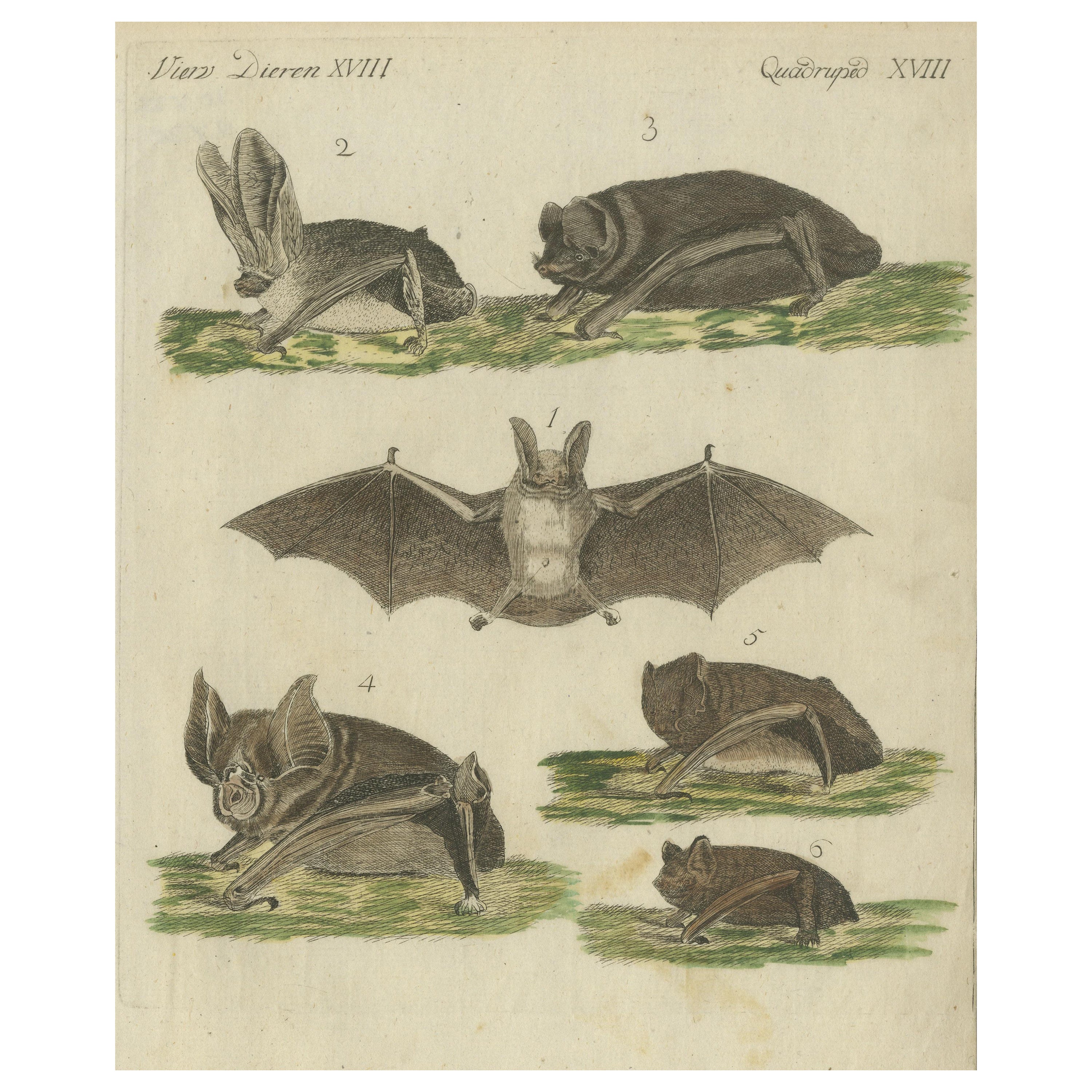 Hand-Colored Antique Print of Different Species of Bats, Published around 1820 For Sale