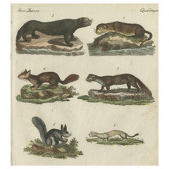 Antique Print of Otters, Martens, Ermine, a Squirrel and a Beaver, circa 1820