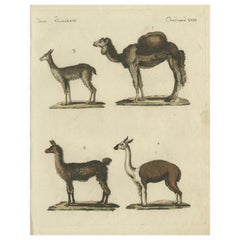 Gravure ancienne représentant un chameau dromadaire, un lama, un guanaco et une vigogne, vers 1820