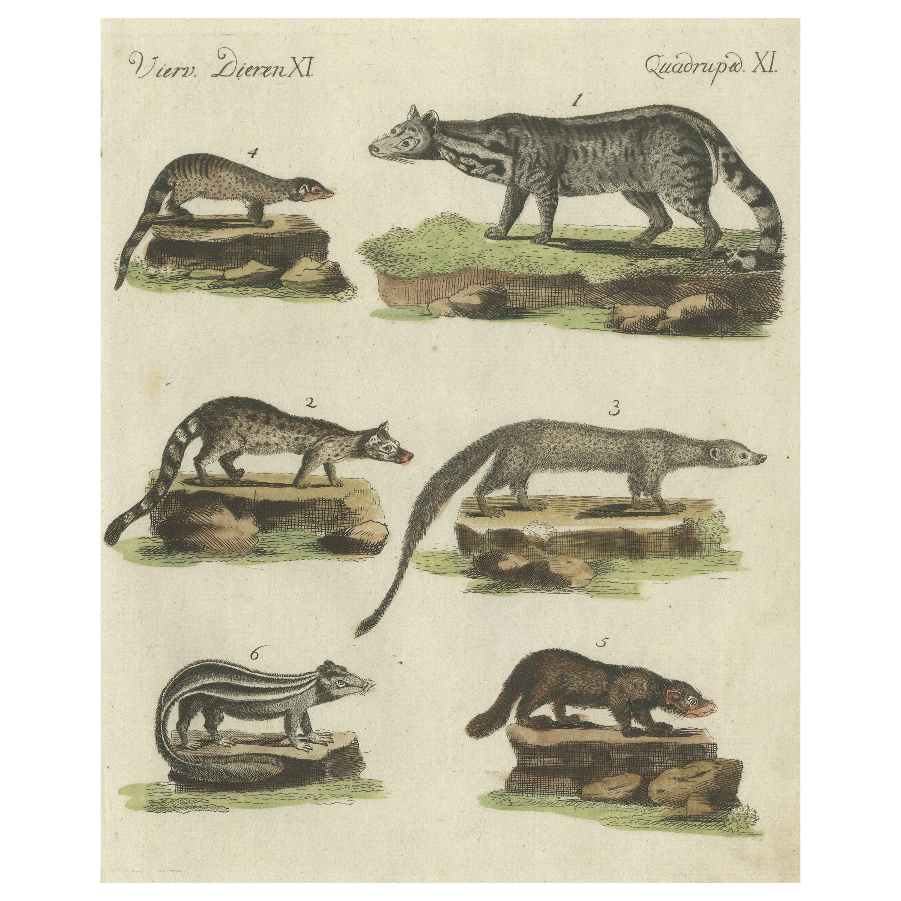 Old Hand-Colored Antique Print of a Civet and Skunks, Published in circa 1820 For Sale