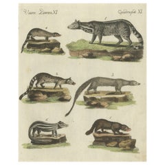 Alter handkolorierter antiker Druck einer Zibetkatze und eines Stinktiers, veröffentlicht um 1820