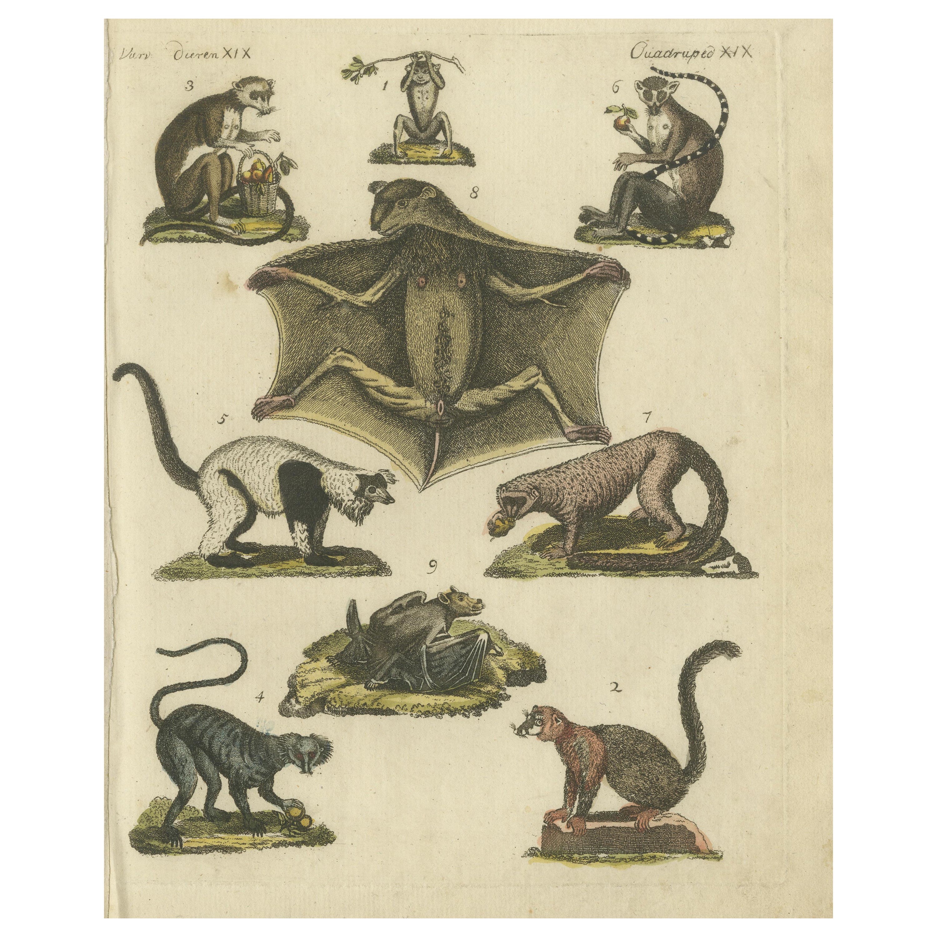 Gravure ancienne coloriée à la main représentant des lémuriens et le renard volant de l'île Maurice, espèce disparue, 1820 en vente