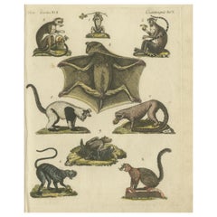 Grabado antiguo coloreado a mano de lémures y el extinto zorro volador de Mauricio, 1820