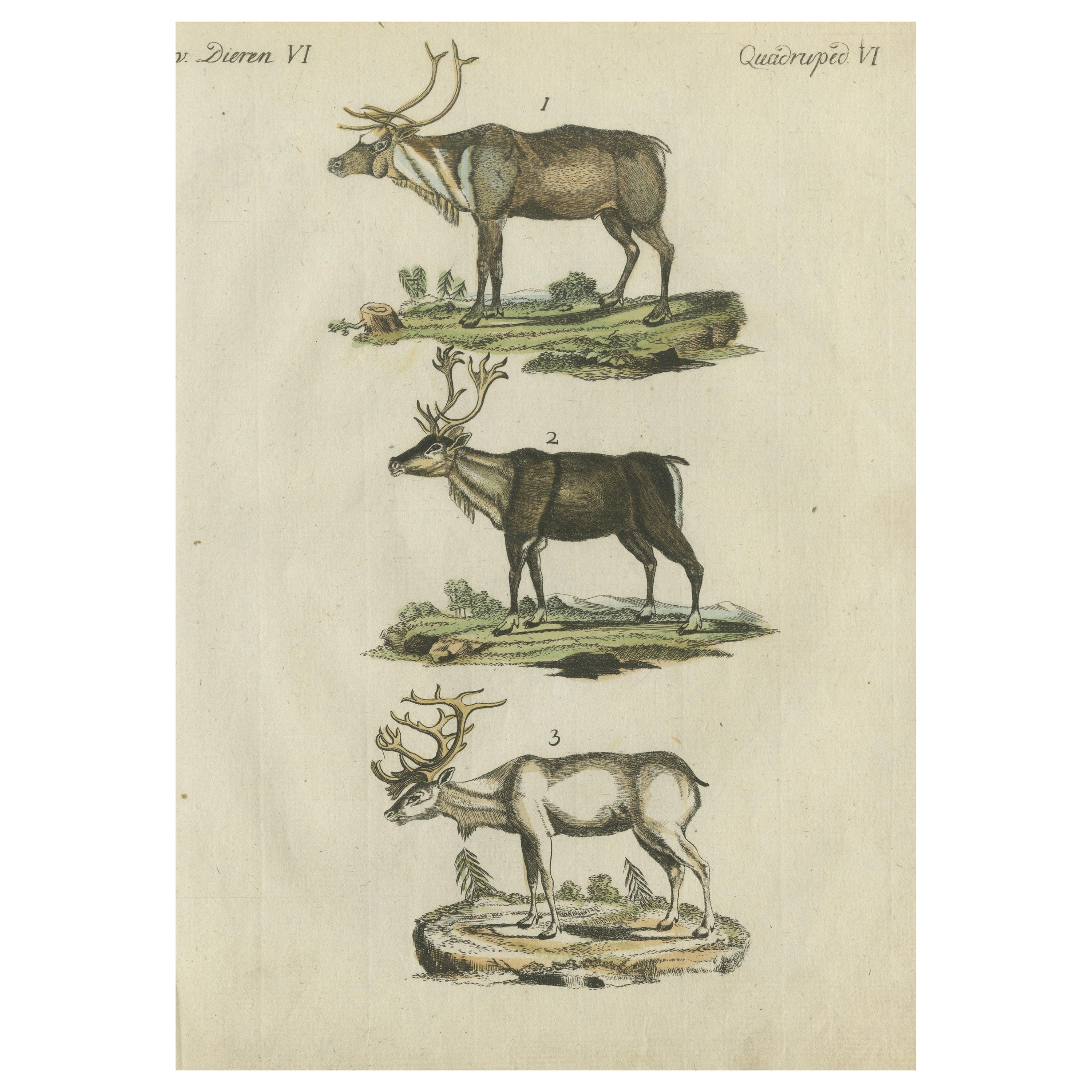 Gravure ancienne originale coloriée à la main représentant un renne, publiée vers 1820
