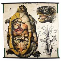 Antique Early 20th Century Paul Pfurtscheller Zoological Wall Chart, Turtle