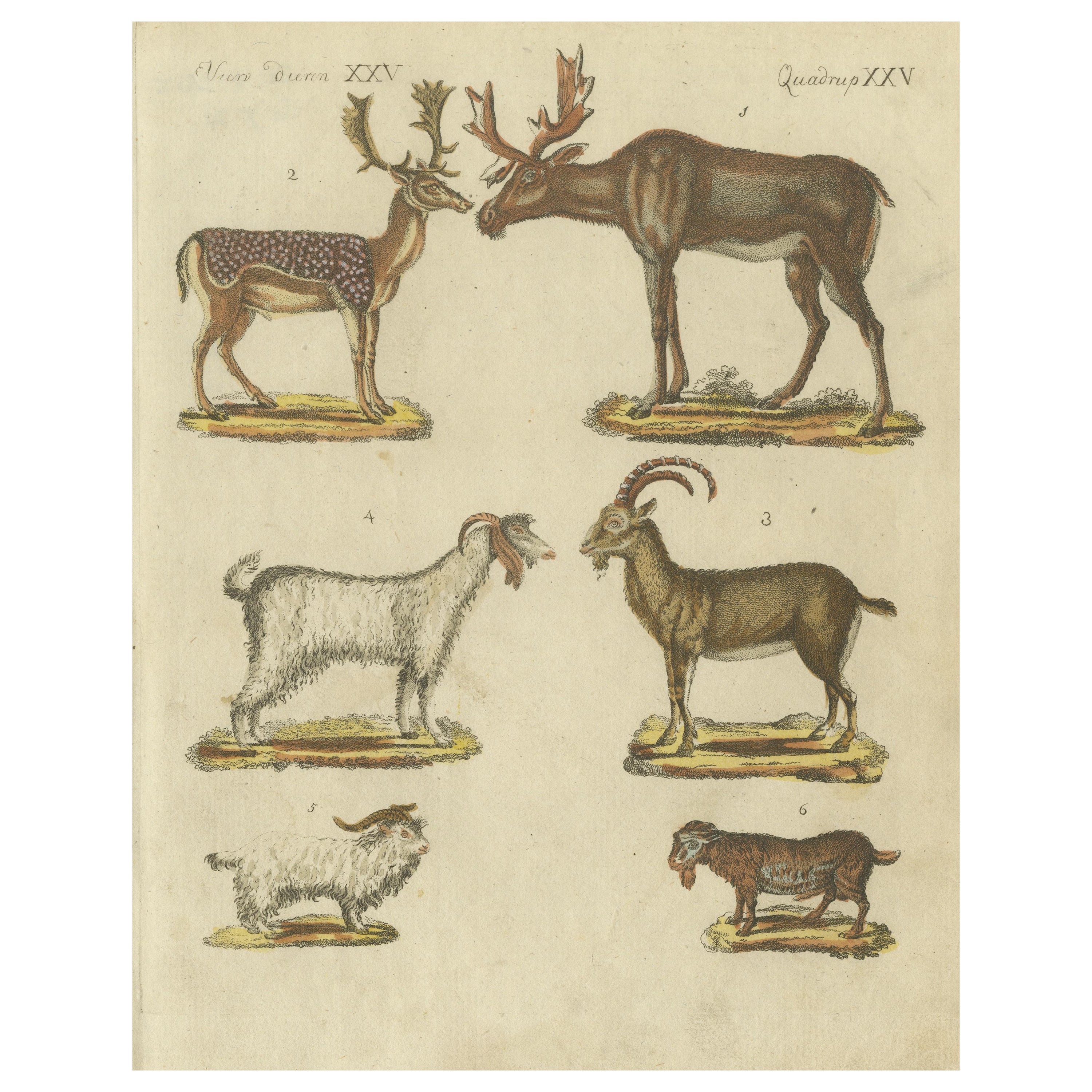 Gravure ancienne coloriée à la main représentant des cerfs, des boucs et des chèvres, vers 1820